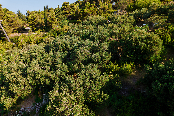 포토 JPG 해외이미지 나무 식물 계절 유럽 음식 농업 과일 자연 건강 풍경 사람없음 야외 목재 초록색 농장 일출 정원 수확 나뭇가지 시골 기름 숲 지중해 언덕 유기농 올리브 암초 밭일 해외202310 해외포토 웰빙 열매 나라 산업 바다 컬러 재료 노을 생태계 파일형식