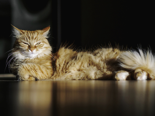 포토 JPG 해외이미지 한마리 바닥 사람없음 눕기 햇빛 갈색 평화 귀여움 고양이 졸음 얼룩고양이 해외202310 해외포토 1 감정 컬러 컨셉 포유류 모션 반려동물 태양 파일형식