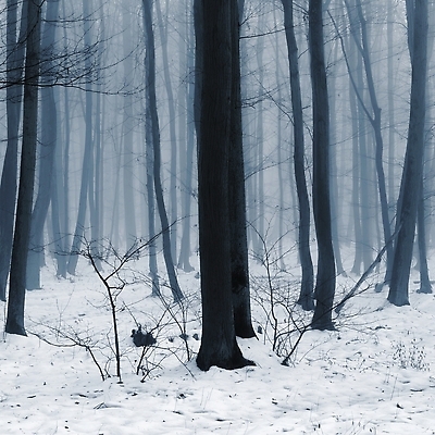 포토 JPG 해외이미지 나무 식물 계절 공원 실루엣 길 여행 백그라운드 잎 겨울 자연 하늘 아침 날씨 산 미술 풍경 사람없음 야외 목재 초록색 빛 태양 뷰티 환경 어둠 추위 안개 가을 소나무 숲 신비 장면 공상 마법 내추럴 뿌연 해외202310 해외포토 주간 자연요소 공공시설 컬러 컨셉 재료 문화예술 촬영기법 생태계 파일형식