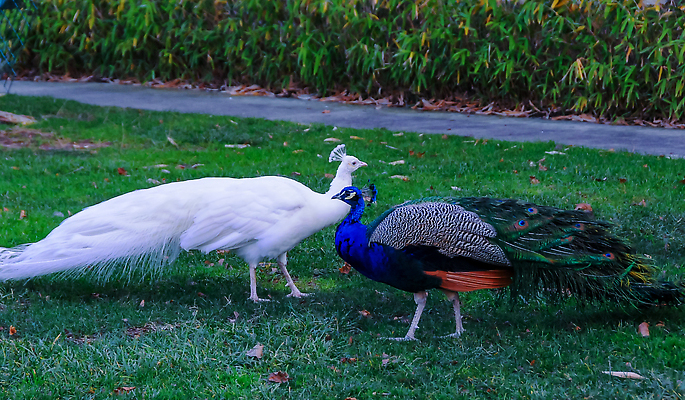 포토 JPG 해외이미지 동물 남자 야생동물 날개 자연 조류 왕관 사람없음 장식 초록색 파란색 컬러풀 뷰티 활발 우아함 공작 인도인 깃털 꼬리 보여주기 웅장함 해외202310 해외포토 외국인 컬러 컨셉 모션 사람 동양인 생태계 파일형식