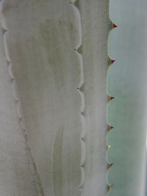 포토 JPG 해외이미지 식물 꽃 화초 백그라운드 잎 패턴 자연 표면 사람없음 장식 초록색 뷰티 환경 정원 회색 흰색 신선 가시 닫기 은색 질감 리빙 내추럴 다육식물 대칭 왁스 이국적 해외202310 해외포토 컬러 무늬 모션 생태계 파일형식