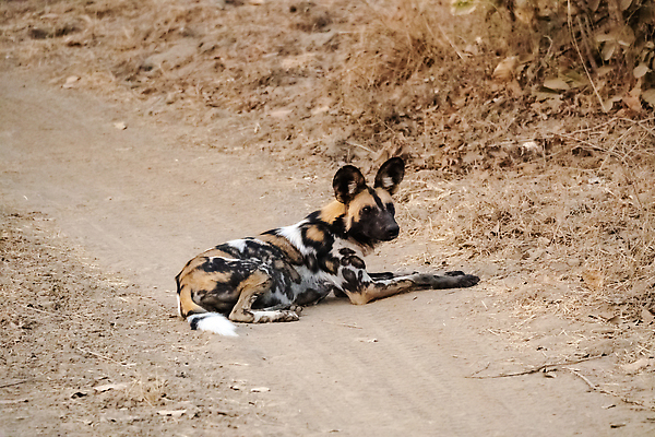 포토 JPG 해외이미지 동물 야생동물 새끼 포유류 아프리카 자연 사람없음 갈색 노란색 검은색 점 화려 그리기 황무지 개 위험 사파리 사냥 사냥개 귀 육식동물 사냥꾼 멸종 케냐 청각 늑대 남쪽 송곳니 동물상 사바나 잠비아 해외202310 해외포토 직업 나라 컬러 컨셉 모션 신체부위 조형물 치아 방향 생태계 파일형식