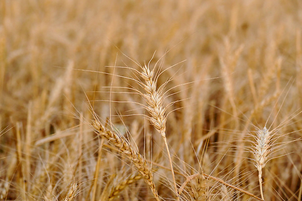 포토 JPG 해외이미지 식물 음식 빵 백그라운드 밭 농업 자연 건조 씨앗 사람없음 여름 농작물 농장 노란색 성장 시골 황금 밀짚 밭일 숙성 해외202310 해외포토 계절 산업 컬러 짚 생태계 파일형식