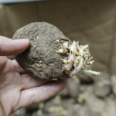 포토 JPG 해외이미지 식물 손 음식 백그라운드 농업 채소 자연 감자 씨앗 사람없음 상자 갈색 새싹 식사 봄 손상 수확 성장 흰색 신선 달콤 유기농 날것 뿌리 먼지 박테리아 내추럴 나쁜 썩음 옛날 해외202310 해외포토 웰빙 계절 산업 컬러 컨셉 의학 신체부위 맛 생태계 파일형식