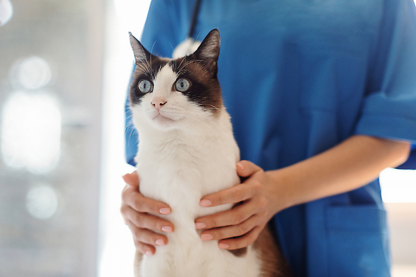 포토 JPG 해외이미지 손 여자 안기 건강 병원 한명 상반신 성인 치료 고양이 수의사 성인여자한명만 해외202310 해외포토 1 포유류 의학 모션 사람 신체부위 반려동물 의사 여자한명만 성인여자만 파일형식
