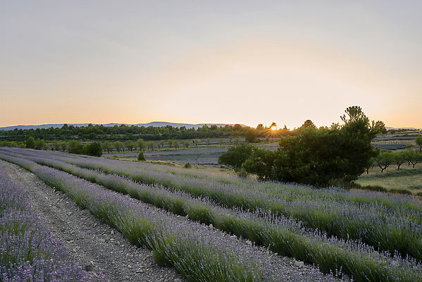 포토 JPG 해외이미지 나무 꽃밭 하늘 사람없음 햇빛 보라색 분위기 허브 라벤더 해외202310 해외포토 식물 꽃 컬러 컨셉 태양 파일형식