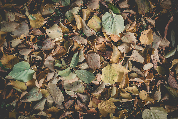 포토 JPG 해외이미지 주간 나무 식물 계절 공원 컬러 백그라운드 단풍 잎 오렌지 자연 건조 잔디 사람없음 야외 초록색 컬러풀 뷰티 갈색 노란색 평화 환경 정원 고요 황금 고독 떨어짐 9월 11월 수집 원예 10월 카피스페이스 해외202310 해외포토 자연요소 공공시설 감정 컨셉 과일 취미 공백 날짜 생태계 파일형식