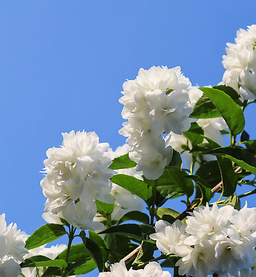 포토 JPG 해외이미지 무료이미지 꽃 잎 꽃나무 사람없음 야외 재스민 화이트자스민 해외202310 해외포토 나무 식물 파일형식