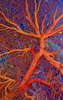 포토 JPG 해외이미지 동물 한마리 아시아 야생동물 바다 자연 무척추동물 국립공원 사람없음 야외 뷰티 환경 바닷속 수중 다양 보호 잠수함 환경보전 생태계 생물학 암초 열대기후 해외202310 해외포토 1 공원 교육 나라 다수 컨셉 사회이슈 파일형식