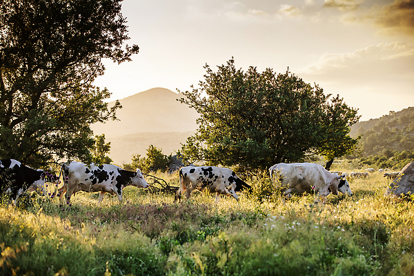 포토 JPG 해외이미지 동물 구름 산업 백그라운드 밭 농업 포유류 자연 하늘 풍경 사람없음 야외 초록색 여름 파란색 태양 농장 농경지 환경 검은색 가축 봄 목장 소고기 우유 흰색 시골 점 소 군중 방목 땅 먹기 송아지 기르기 밭일 평야 목가 해외202310 해외포토 자연요소 계절 새끼 컬러 모션 유제품 육류 사람 축산업 생태계 돌봄 파일형식