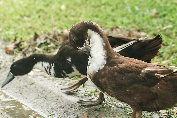 포토 JPG 해외이미지 동물 야생동물 컬러 백그라운드 밭 날개 자연 조류 오리 서기 잔디 사람없음 야외 초록색 물 여름 반려동물 컬러풀 뷰티 반사 머리 봄 달력 성장 흰색 아기 연못 큼 깃털 사냥 부리 거위 솜털 물새 동물상 밭일 해외202310 해외포토 자연요소 식물 계절 농업 모션 사람 신체부위 조형물 크기 생태계 파일형식