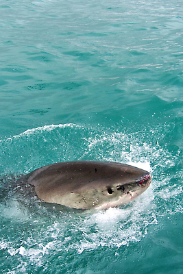 포토 JPG 해외이미지 동물 척추동물 한마리 야생동물 바다 여행 자연 어류 사람없음 야외 뷰티 힘 입 치아 보호 위험 환경보전 육식동물 상어 사냥꾼 해외202310 해외포토 직업 1 컨셉 신체부위 수중동물 소화기관 사회이슈 생태계 파일형식