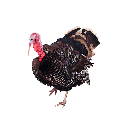 포토 JPG 해외이미지 사람없음 칠면조 해외202310 해외포토 조류 파일형식