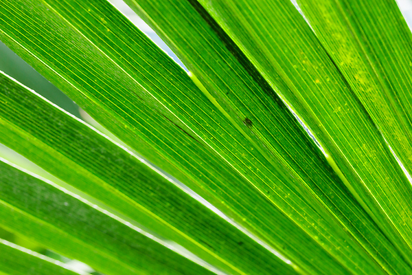 포토 JPG 해외이미지 나무 식물 꽃 컬러 백그라운드 컨셉 잎 패턴 자연 벽지 추상 손바닥 사람없음 초록색 컬러풀 환경 정원 봄 성장 신선 숲 질감 내추럴 해외202310 해외포토 손 계절 무늬 생태계 파일형식