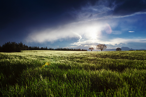 포토 JPG 해외이미지 식물 구름 아시아 음식 백그라운드 농업 자연 하늘 밥 날씨 산 한국 동양인 풍경 사람없음 야외 초록색 여름 파란색 뷰티 농장 농경지 수확 성장 시골 낟알 지역 논밭 밭일 해외202310 해외포토 자연요소 계절 나라 산업 컬러 밭 논 인종 생태계 파일형식