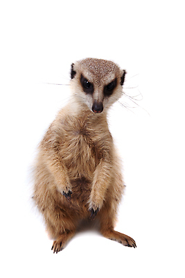 포토 JPG 해외이미지 한마리 사람없음 흰배경 미어캣 해외202310 해외포토 1 백그라운드 흰색 파일형식