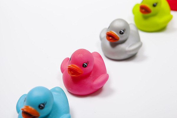 포토 JPG 해외이미지 오리 사람없음 컬러풀 미니어처 오리장난감 해외202310 해외포토 컬러 조류 장난감 모형 파일형식