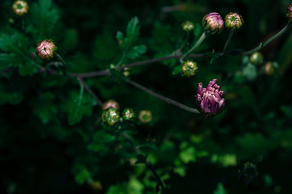 포토 JPG 해외이미지 식물 계절 공원 꽃잎 꽃 꽃다발 백그라운드 잎 꽃무늬 자연 검은배경 국화 사람없음 야외 장식 초록색 컬러풀 뷰티 정원 보라색 어둠 낭만 성장 벚꽃 신선 개화 데이지 향기 화단 라일락 해외202310 해외포토 공공시설 컬러 컨셉 무늬 검은색 생태계 냄새 파일형식