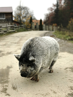 포토 JPG 해외이미지 동물 공원 야생동물 백그라운드 포유류 자연 털 돼지고기 사람없음 야외 뷰티 농장 갈색 환경 검은색 산책 흰색 돼지 숲 작음 큼 주둥이 내추럴 해외202310 해외포토 공공시설 컬러 농업 휴식 육류 크기 생태계 파일형식