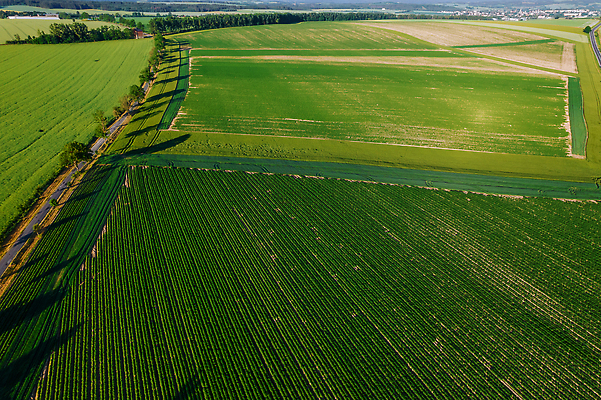 포토 JPG 해외이미지 식물 계절 산업 문화 음식 밭 농업 채소 자연 감자 건강 풍경 사람없음 초록색 여름 농작물 햇빛 농장 농경지 정원 흙 봄 수확 성장 시골 땅 유기농 원예 땅바닥 밭일 줄서기 세련 해외202310 해외포토 웰빙 컬러 모션 바닥 취미 태양 생태계 파일형식