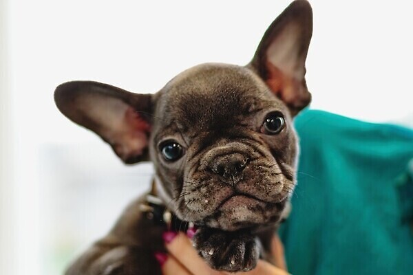 포토 JPG 해외이미지 동물 직업 헤어스타일 손 응시 포유류 털 실내 사람없음 반려동물 뷰티 머리 상점 흰색 공구 붓 머리빗 화려 개 강아지 미용사 모피 이발 자르기 테리어 솜털 샴푸 몸단장 다듬기 돌봄 이발사 순혈 해외202310 해외포토 시선 컬러 컨셉 모션 내부 신체부위 위생용품 도구 미용용품 파일형식