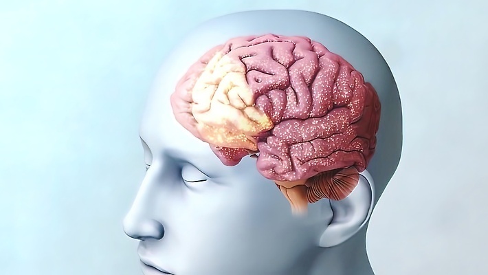 포토 JPG 해외이미지 사람모양 사람없음 3D 뇌 생물학 신호 신경기관 반응 생명과학 자극 해외202310 해외포토 모양 교육 과학 장기_의학 디지털합성 파일형식