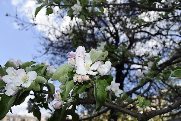 포토 JPG 해외이미지 나무 식물 계절 공원 꽃잎 꽃 분홍색 컬러 백그라운드 잎 꽃무늬 과일 자연 하늘 풍경 사람없음 야외 초록색 여름 파란색 뷰티 정원 맑음 봄 성장 벚꽃 흰색 나뭇가지 신선 개화 닫기 달콤 과수원 4월 원예 향기 꽃가루 내추럴 꽃수술 해외202310 해외포토 공공시설 무늬 농업 모션 날씨 취미 날짜 맛 가루 생태계 냄새 파일형식