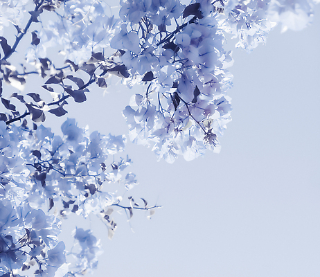 포토 JPG 해외이미지 꽃 백그라운드 나뭇잎 사람없음 파란색 나뭇가지 카피스페이스 해외202310 해외포토 나무 식물 컬러 잎 공백 파일형식