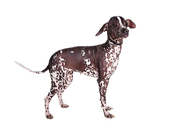 포토 JPG 해외이미지 한마리 사람없음 강아지 흰배경 점박이 해외202310 해외포토 1 백그라운드 반려동물 흰색 개 파일형식