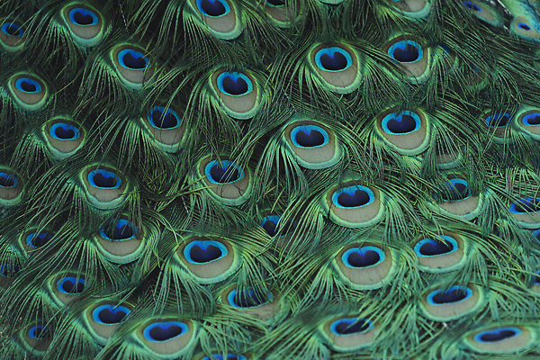 포토 JPG 해외이미지 동물 공원 남자 야생동물 컬러 백그라운드 패턴 자연 조류 기술 동물원 사람없음 초록색 파란색 컬러풀 뷰티 머리 활발 흰색 우아함 공작 인도인 깃털 질감 꼬리 정사각형 부리 목 보여주기 꿩 내추럴 동물상 터키석 해외202310 해외포토 도형 외국인 공공시설 컨셉 무늬 모션 사람 동양인 신체부위 조형물 보석 생태계 파일형식