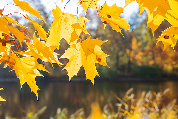 포토 JPG 해외이미지 무료이미지 단풍 사람없음 야외 맑음 해외202310 해외포토 잎 날씨 파일형식 무료콘텐츠