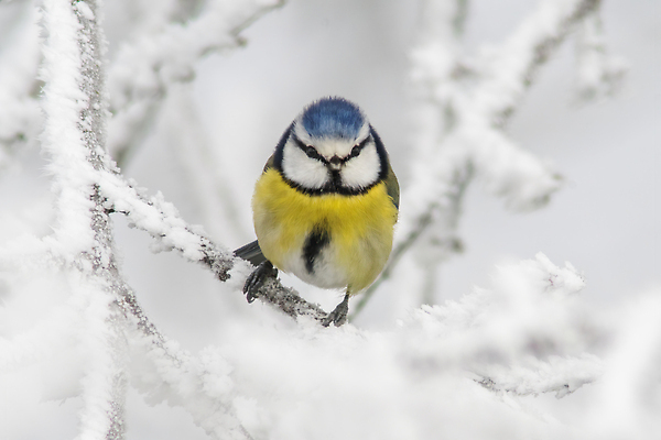 포토 JPG 해외이미지 동물 공원 야생동물 백그라운드 날개 노래 자연 조류 휴식 앉기 사람없음 야외 목재 파란색 뷰티 환경 정원 나뭇가지 막대기 황무지 작음 가슴 깃털 꼬리 부리 내추럴 궤 동물상 유라시아 해외202310 해외포토 나무 공공시설 유럽 아시아 음악 컬러 컨셉 재료 모션 신체부위 조형물 크기 생태계 파일형식