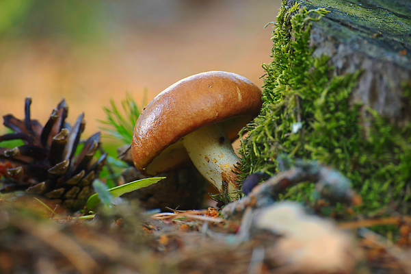 포토 JPG 해외이미지 식물 계절 음식 백그라운드 다이어트 채소 재료 자연 건강 이끼 사람없음 목재 초록색 여름 갈색 식사 버섯 수확 가을 신선 그룹 맛 숲 먹기 유기농 날것 내추럴 곰팡이 식용 채식주의자 캡모자 맛있는 해외202310 해외포토 나무 모자_잡화 웰빙 컬러 컨셉 농업 모션 생태계 채식 파일형식