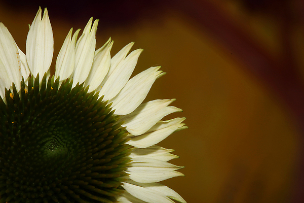 포토 JPG 해외이미지 식물 꽃 줄기 분홍색 백그라운드 꽃무늬 자연 건강 사람없음 야외 초록색 여름 뷰티 약 건강관리 정원 보라색 벚꽃 흰색 개화 닫기 약초 허브 유기농 원예 데이지 꿀 내추럴 고립 영원 치료제 해외202310 해외포토 웰빙 계절 컬러 무늬 의학 모션 관리 취미 풀_식물 생태계 파일형식