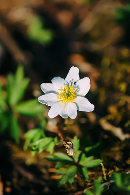 포토 JPG 해외이미지 식물 계절 꽃잎 꽃 컬러 백그라운드 잎 꽃무늬 밭 자연 잔디 사람없음 장식 초록색 여름 햇빛 뷰티 노란색 정원 봄 들꽃 성장 벚꽃 흰색 신선 개화 숲 꽃가루 내추럴 아네모네 해외202310 해외포토 무늬 농업 태양 가루 생태계 파일형식