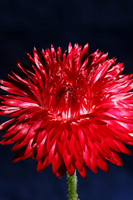 포토 JPG 해외이미지 식물 공원 꽃잎 꽃 분홍색 곤충 백그라운드 꽃무늬 자연 벽지 불 불꽃 사람없음 야외 장식 빨간색 여름 컬러풀 햇빛 뷰티 노란색 정원 활발 수확 벚꽃 그룹 황금 닫기 더위 원예 화단 내추럴 강렬 블러 영원 해외202310 해외포토 자연요소 동물 계절 공공시설 컬러 컨셉 무늬 농업 모션 날씨 취미 태양 생태계 파일형식