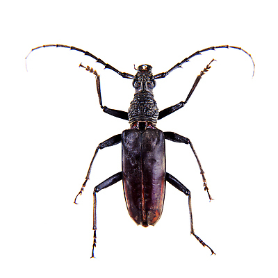 포토 JPG 해외이미지 동물 한마리 야생동물 곤충 백그라운드 절지류 자연 생물 무척추동물 실내 안테나 종류 잔디 사람없음 빨간색 세로 갈색 검은색 어둠 흰색 수비 벌레 수집 딱정벌레 박물관 생물학 각도 슛 고립 동물상 카피스페이스 해외202310 해외포토 식물 1 교육 컬러 통신 모션 내부 조형물 공백 생태계 파일형식