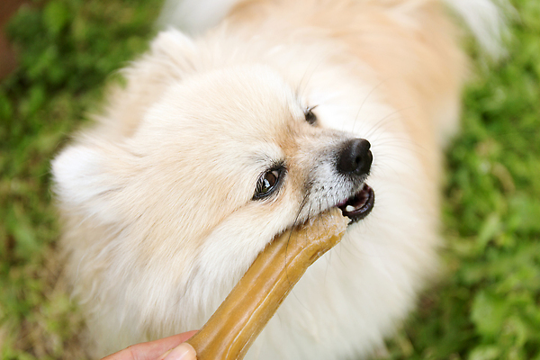 포토 JPG 해외이미지 동물 행복 음식 백그라운드 자연 뼈 주택 사람없음 야외 초록색 여름 반려동물 장난감 흰색 대접 잡기 입 개 강아지 작음 먹기 배고픔 날것 송곳니 내추럴 유래 포메라니안 순혈 해외202310 해외포토 계절 감정 컬러 포유류 모션 건물 신체부위 치아 크기 생태계 파일형식