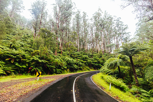 포토 JPG 해외이미지 나무 식물 도로 여행 휴가 풍경 사람없음 초록색 물 여름 젖음 추위 안개 호주 숲 굴곡 양치류 재 해외202310 해외포토 자연요소 계절 길 컬러 교통시설 날씨 오세아니아 파일형식