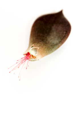 포토 JPG 해외이미지 식물 화초 리플렛 잎 자연 엄마 사람없음 초록색 새싹 정원 놀이방 성장 신선 작음 묘사 원예 뿌리 내추럴 다육식물 묘목 해외202310 해외포토 나무 컬러 가족 취미 크기 생태계 파일형식