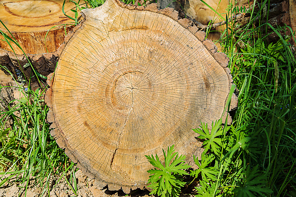 포토 JPG 해외이미지 나무 조각 부분 자연 추상 사람없음 목재 갈색 반지 소나무 원형 장작 자르기 질감 통나무 나무껍질 수목 옛날 해외202310 해외포토 도형 식물 컬러 무늬 재료 장신구 모션 껍질 생태계 파일형식