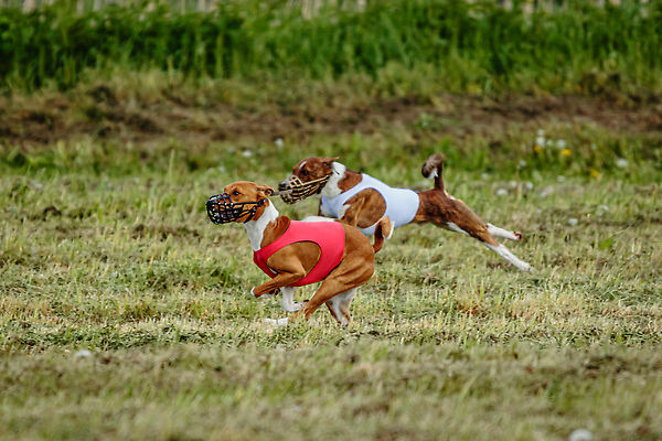 포토 JPG 해외이미지 동물 공원 행복 스포츠 셔츠 밭 포유류 모션 자연 놀이 건강 사람없음 야외 초록색 달리기 햇빛 뷰티 우주 정원 맑음 점프 검은색 경쟁 에너지 레이싱 잡기 개 유혹 강의 테리어 속도 호기심 사냥 사냥개 섬광 순간 순혈 해외202310 해외포토 공공시설 감정 컬러 컨셉 상의 농업 날씨 시합 태양 생태계 파일형식