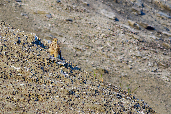 포토 JPG 해외이미지 동물 유럽 야생동물 포즈 백그라운드 날개 자연 조류 산 성인 사람없음 야외 컬러풀 뷰티 환경 비행 황무지 큼 먹이 가슴 깃털 사냥 부리 독수리 육식동물 사냥꾼 멸종 내추럴 궤 동물상 웅장함 집게발 포식 해외202310 해외포토 직업 나라 컬러 사람 신체부위 조형물 크기 생태계 파일형식