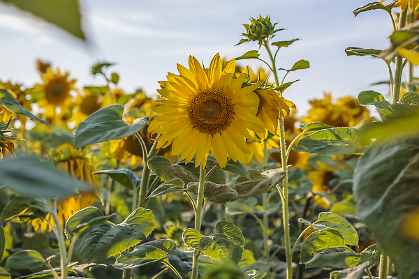 포토 JPG 해외이미지 식물 구름 계절 꽃 백그라운드 잎 꽃무늬 밭 농업 자연 하늘 해바라기 파노라마 씨앗 풍경 사람없음 야외 초록색 여름 파란색 컬러풀 햇빛 태양 농장 노란색 맑음 수확 시골 개화 황금 유기농 내추럴 해외202310 해외포토 자연요소 웰빙 산업 컬러 무늬 날씨 촬영기법 생태계 파일형식