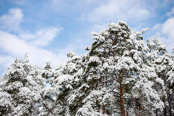 포토 JPG 해외이미지 나무 계절 공원 여행 백그라운드 크리스마스 겨울 자연 하늘 날씨 풍경 사람없음 야외 목재 파란색 빛 뷰티 환경 냉동 얼음 침묵 추위 흰색 숲 연도 즐거움 서리 장면 층 전나무 2월 폭설 눈내림 해외202310 해외포토 자연요소 식물 공공시설 기념일 감정 컬러 재료 눈_날씨 소리 날짜 자연재해 생태계 파일형식