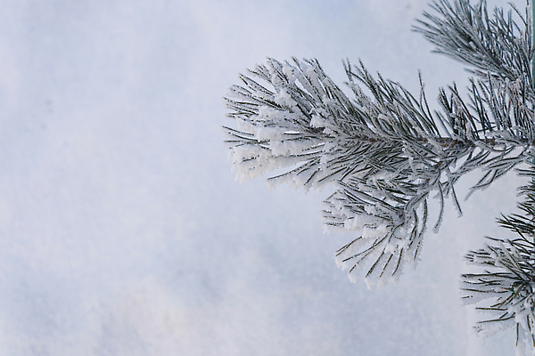 포토 JPG 해외이미지 나무 식물 계절 컬러 백그라운드 컨셉 잎 겨울 텍스트 자연 사람없음 야외 장식 초록색 뷰티 환경 얼음 추위 성장 흰색 나뭇가지 소나무 소프트포커스 숲 서리 상록수 침엽수 반대 전나무 내추럴 가문비나무 카피스페이스 해외202310 해외포토 자연요소 촬영기법 공백 생태계 파일형식