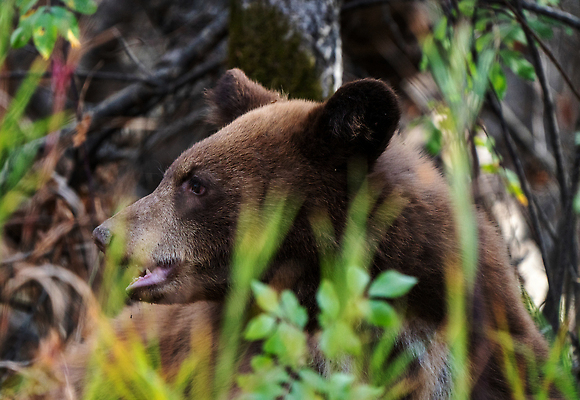 포토 JPG 해외이미지 야생동물 캐나다 곰 포유류 초식동물 털 사람없음 여름 위험 큼 육식동물 서식지 수유 해외202310 해외포토 동물 계절 컨셉 북아메리카 크기 파일형식