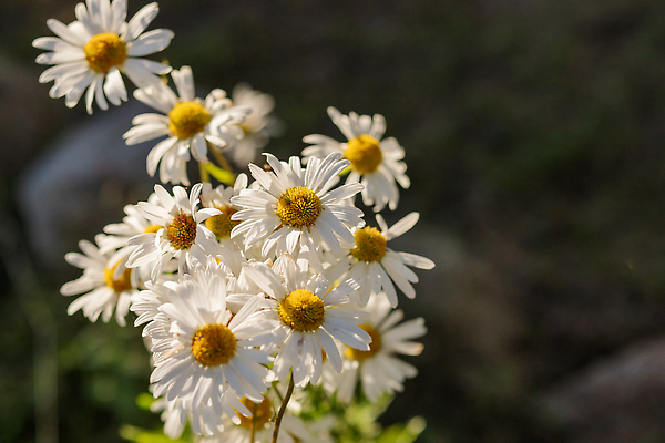 포토 JPG 해외이미지 식물 디자인 계절 꽃잎 꽃 줄기 컬러 꽃다발 잎 꽃무늬 밭 자연 사람없음 야외 초록색 여름 컬러풀 뷰티 약 노란색 머리 환경 정원 맑음 봄 성장 벚꽃 달 흰색 신선 개화 다발 허브 데이지 자연백그라운드 내추럴 알레르기 캐모마일 해외202310 해외포토 자연요소 백그라운드 무늬 농업 의학 날씨 신체부위 질병 생태계 파일형식