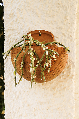 포토 JPG 해외이미지 식물 계절 음식 벽 줄기 잎 꽃무늬 과일 자연 선인장 매달리기 스파게티 사람없음 장식 초록색 여름 컬러풀 뷰티 정원 봄 사막 성장 벚꽃 신선 가시 냄비 나무껍질 점토 내추럴 다육식물 마다가스카르 심기 영양분 해외202310 해외포토 나무 꽃 컬러 무늬 모션 파스타 껍질 솥 생태계 파일형식