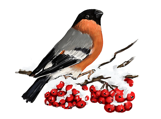 EPS 해외이미지 열매 야생동물 일러스트 조류 사람없음 귀여움 물감 나뭇가지 눈 질감 해외202310 해외포토 포토 자연요소 나무 식물 동물 컨셉 날씨 미술도구 파일형식 벡터